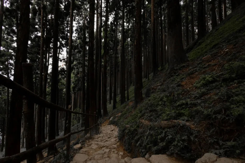 Walking the Central Highlands: What the Forest Actually Demands