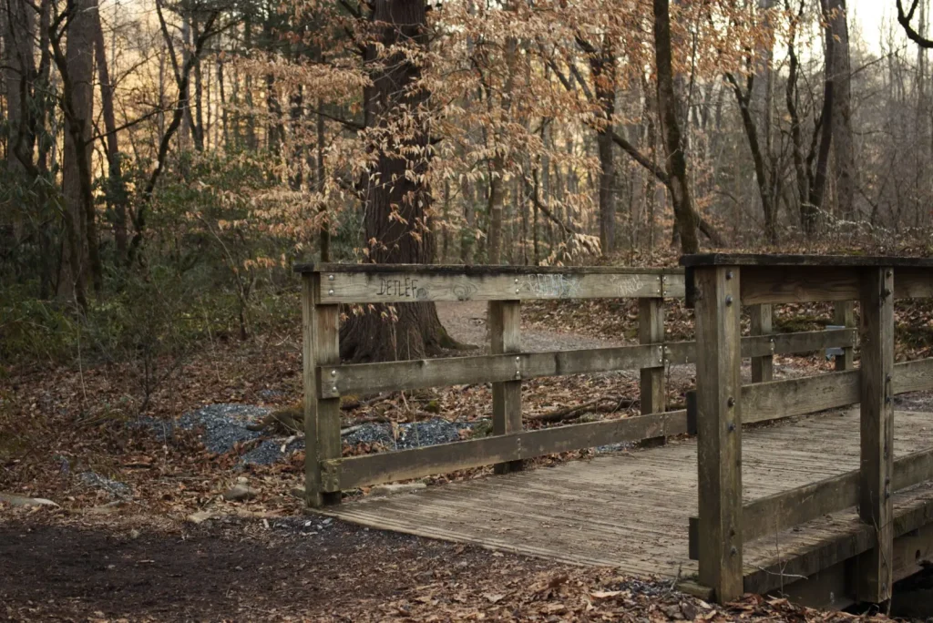Forest Trails Around Natural Bridge: What Experience Teaches