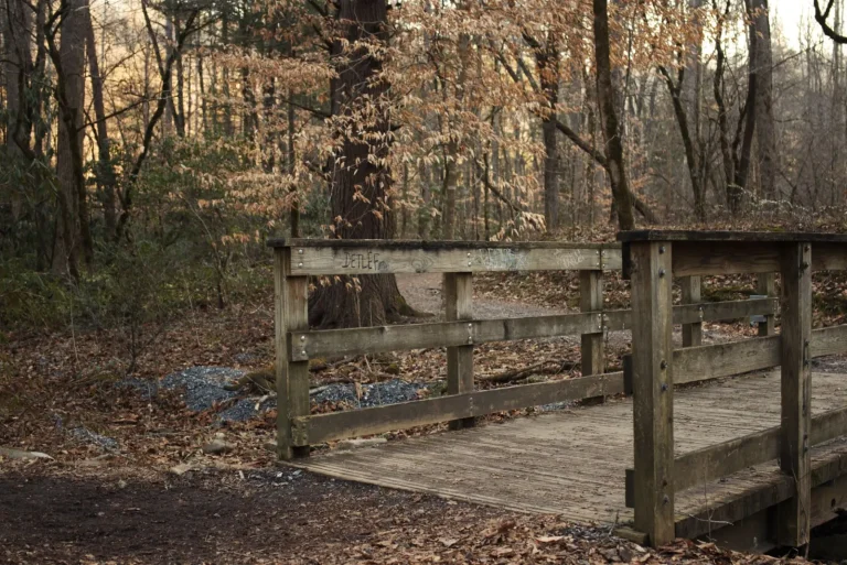 Forest Trails Around Natural Bridge: What Experience Teaches Forest Trails Around Natural Bridge: What Experience Teaches