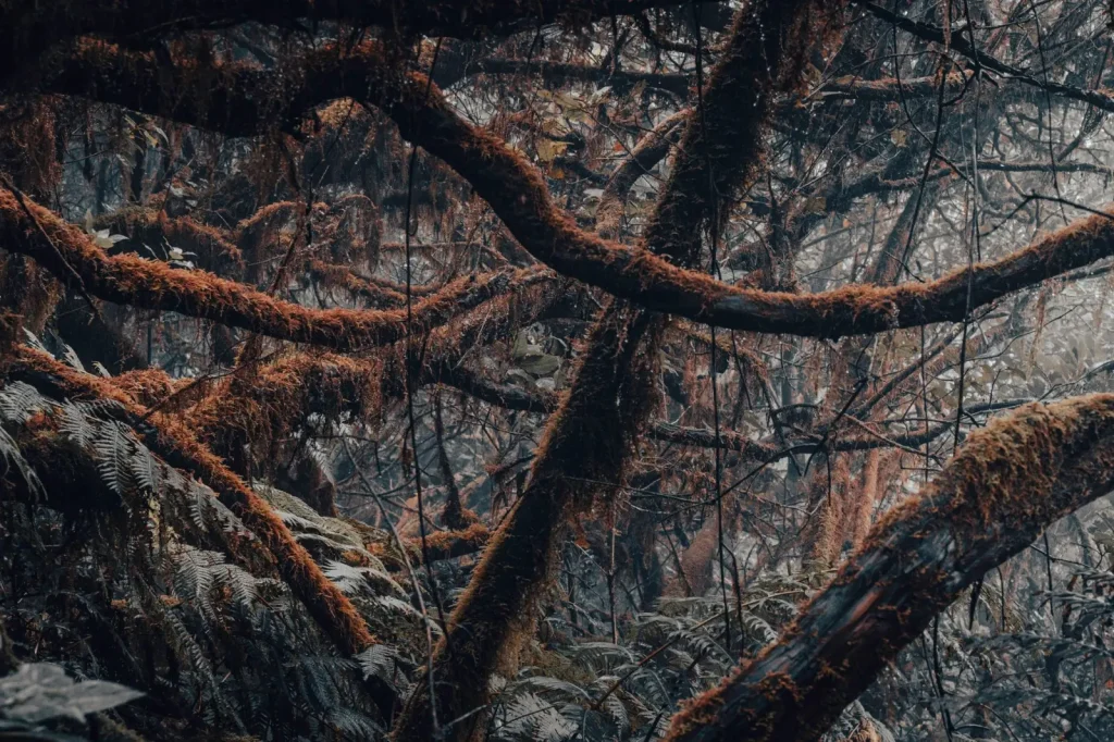 Gondwana Rainforests: What the World Heritage designation really means