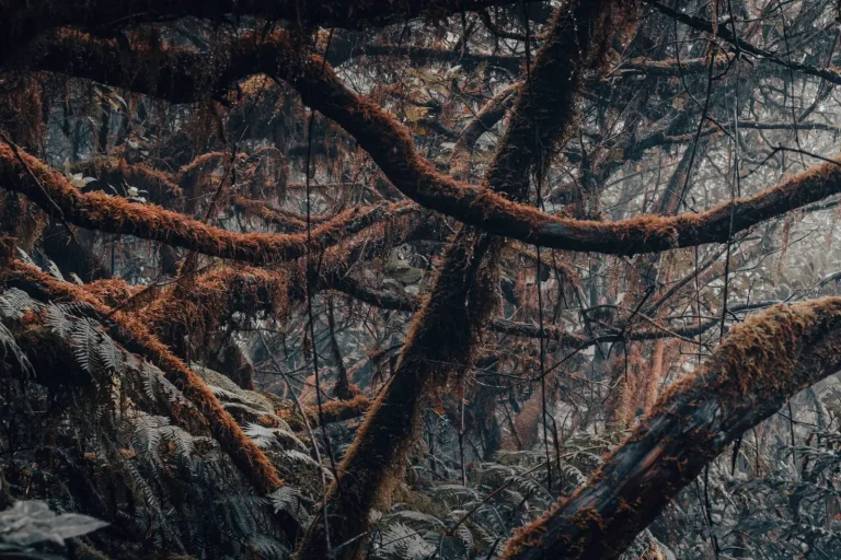 Gondwana Rainforests: What the World Heritage designation really means Gondwana Rainforests: What the World Heritage designation really means