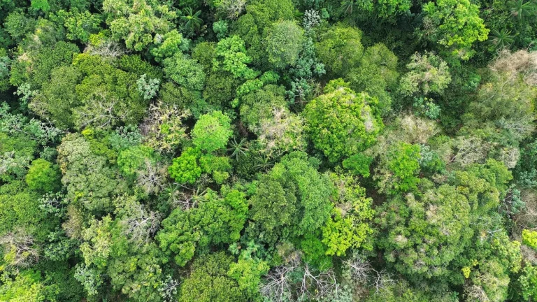 Walking the Cairns Highlands: What the Forest Actually Demands Walking the Cairns Highlands: What the Forest Actually Demands