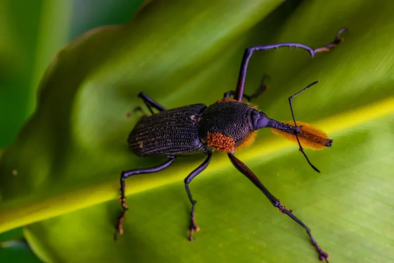 Australian Rainforest Beetles: Architects of Forest Health Australian Rainforest Beetles: Architects of Forest Health