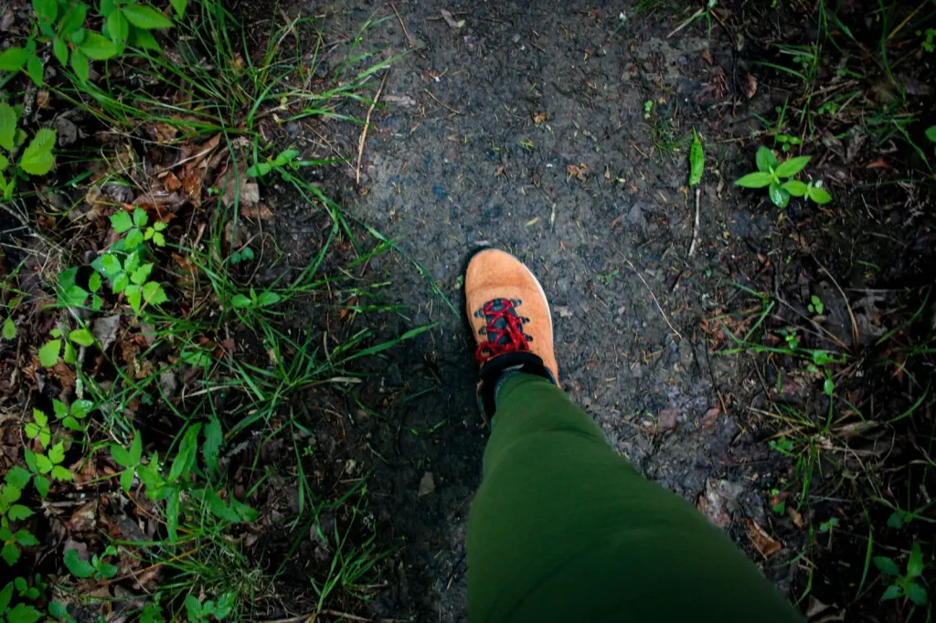 Forest Walking Around Ebor Falls: What the Ground Tells You