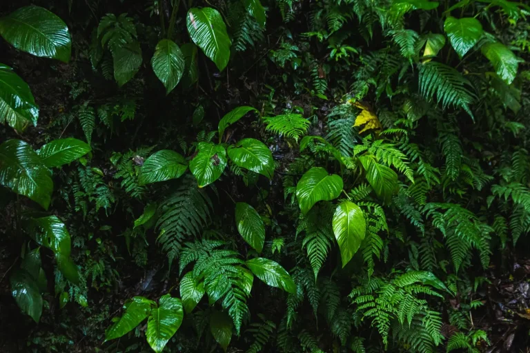 How Rainforest Trees Survive Constant Heavy Rain