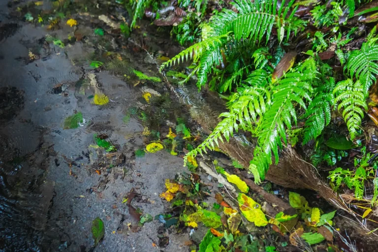 Forest Walks Around Kuranda: What the Terrain Actually Demands