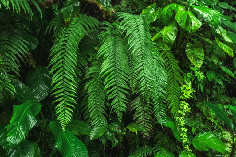 How Rainforest Plants Survive in Deep Shade How Rainforest Plants Survive in Deep Shade