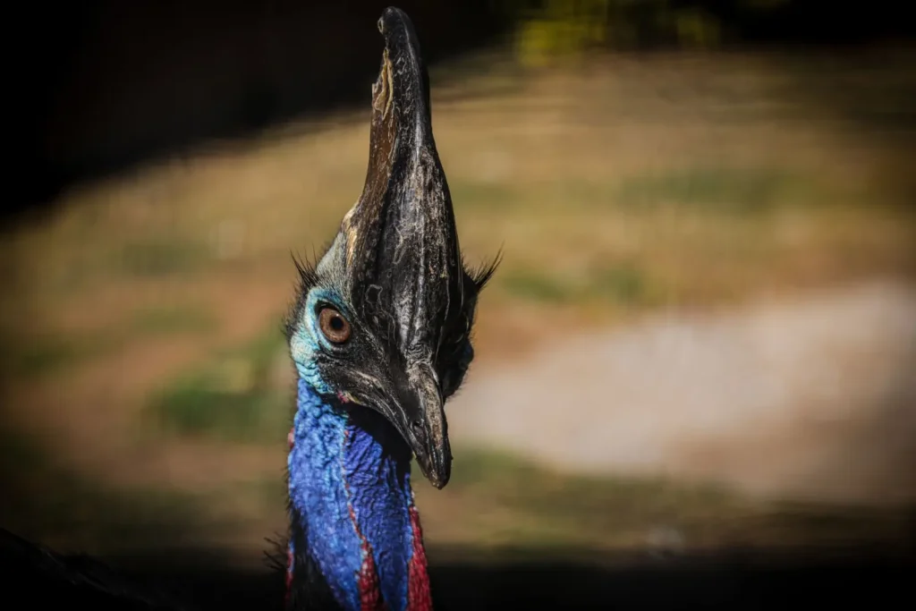 Wooroonooran's Wildlife: What Actually Moves Through the Rainforest