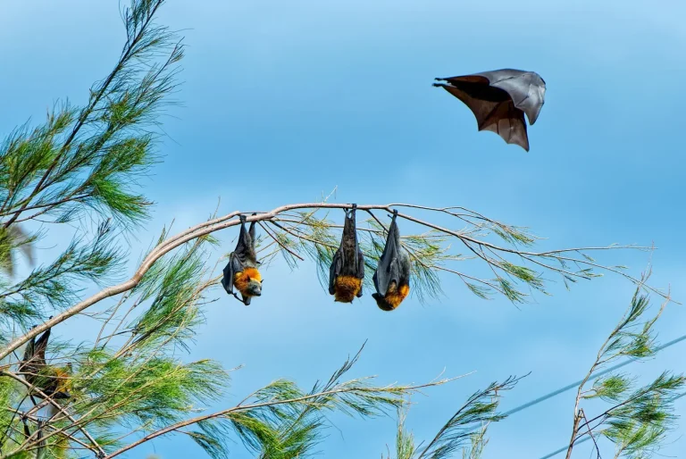 Flying Foxes in Australian Rainforests: What You Actually Encounter