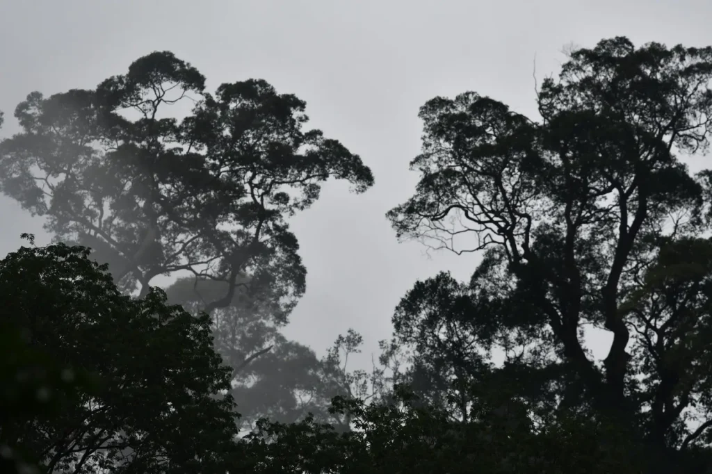 Rainforest Wildlife at Dusk: Where to Actually See It