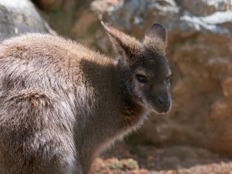 Rainforest Wallabies and Pademelons: What Travelers Actually Encounter