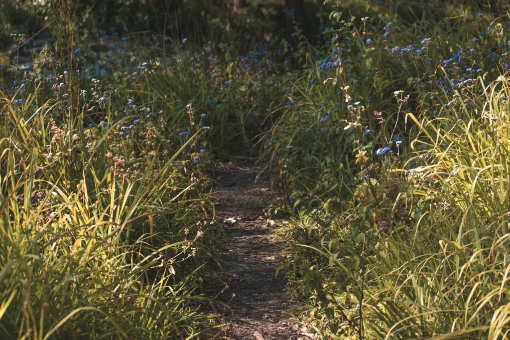 Walking Mount Coot-tha's Forests: What the Trails Actually Demand