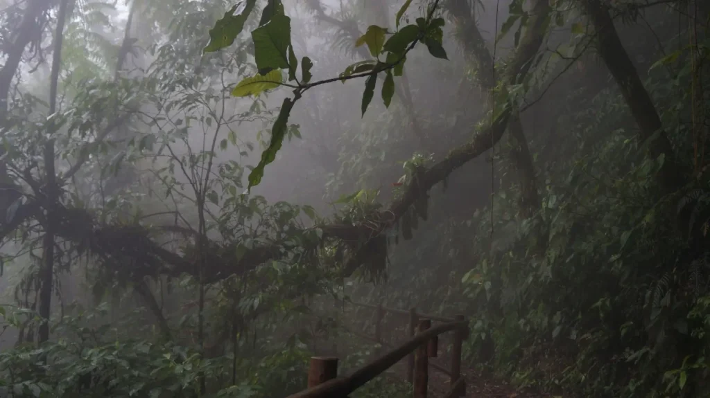 Half-Day Rainforest Walks That Actually Work