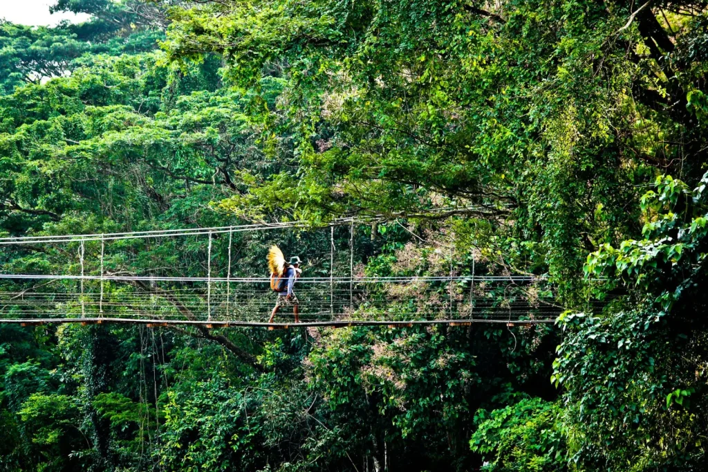 Rainforest Suspension Bridges: What Actually Works