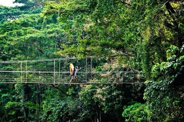 Rainforest Suspension Bridges: What Actually Works