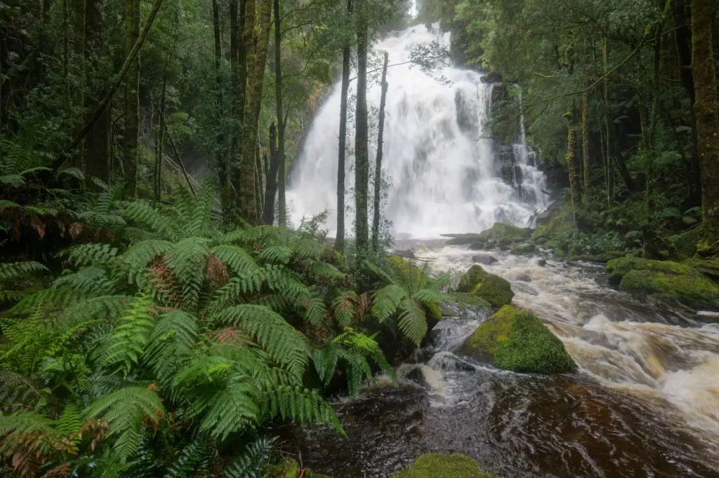 Walking Russell Falls: What the Forest Actually Demands