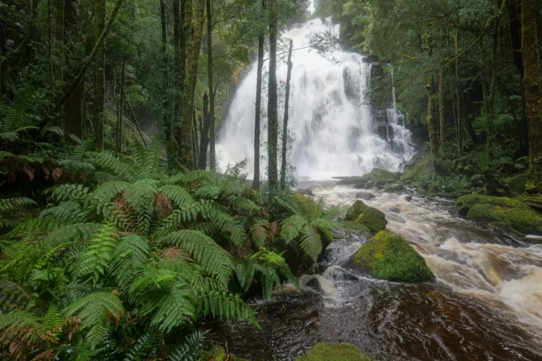 Walking Russell Falls: What the Forest Actually Demands
