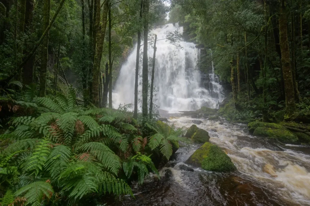 Australian Rainforest Crayfish: What You'll Actually Find in the Water