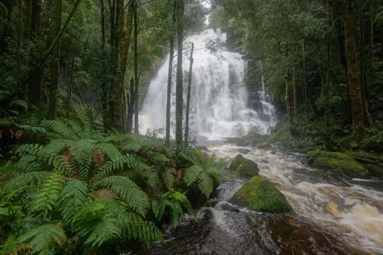 Australian Rainforest Crayfish: What You'll Actually Find in the Water Australian Rainforest Crayfish: What You'll Actually Find in the Water