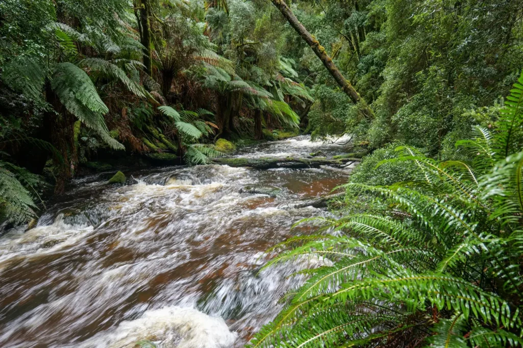 Australian Rainforest Turtles: Behaviour and Habitat Reality