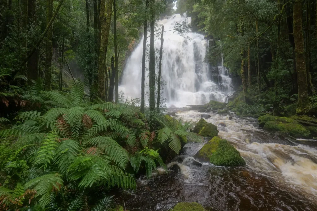 Walking Through Myrtle Beech Forests in Tasmania