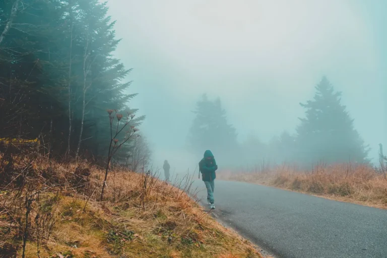 Walking Through Misty Mountain Forests: What Actually Happens