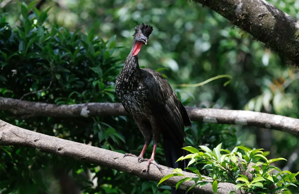 Rainforest Walks Where You Actually See Wildlife