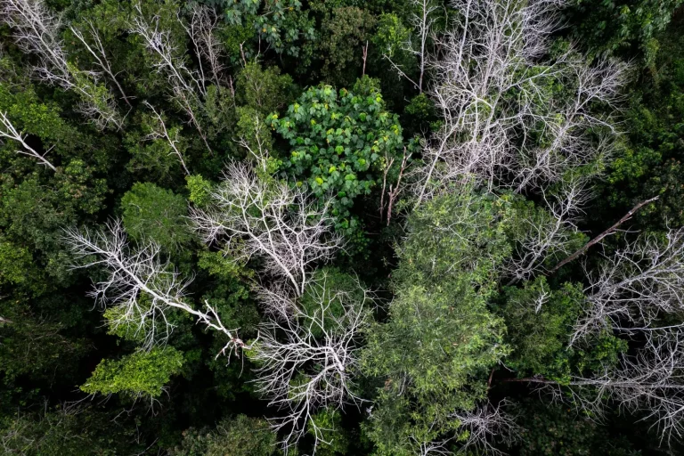 How Rainforest Trees Survive Drought How Rainforest Trees Survive Drought