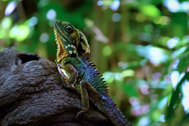 Australia's Wettest Rainforests: What the Numbers Actually Mean Australia's Wettest Rainforests: What the Numbers Actually Mean