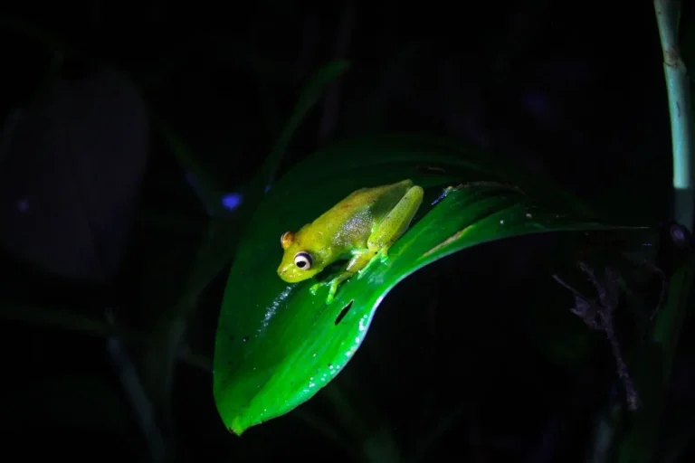 Clean Water: The Hidden Lifeline of Rainforest Amphibians Clean Water: The Hidden Lifeline of Rainforest Amphibians