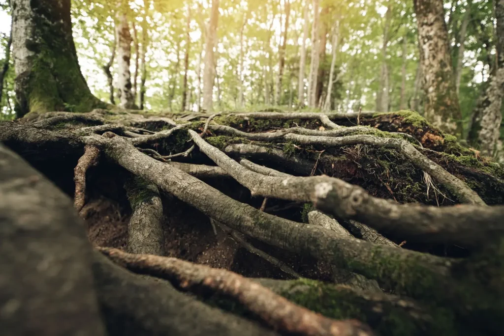 How Rainforest Roots Hold Mountain Slopes Together