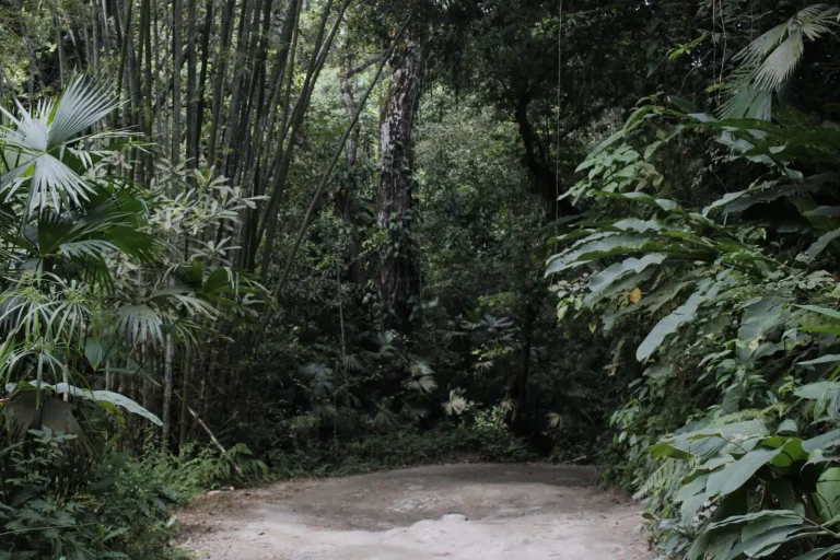 Forest Walks Around Cardwell: What to Expect Forest Walks Around Cardwell: What to Expect