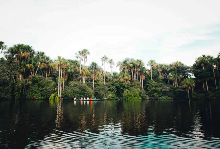 Visiting Rainforests in Summer: What Actually Works Visiting Rainforests in Summer: What Actually Works