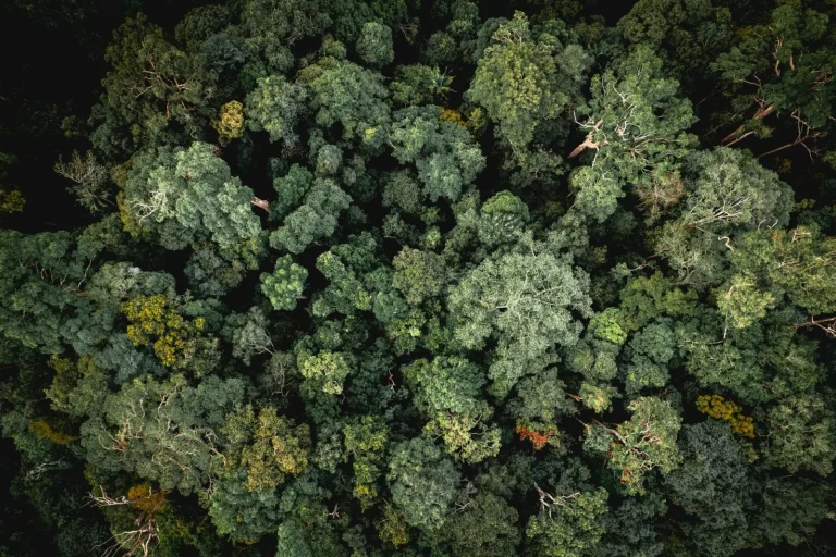 Rainforest Canopy Holds Water Systems Together Rainforest Canopy Holds Water Systems Together