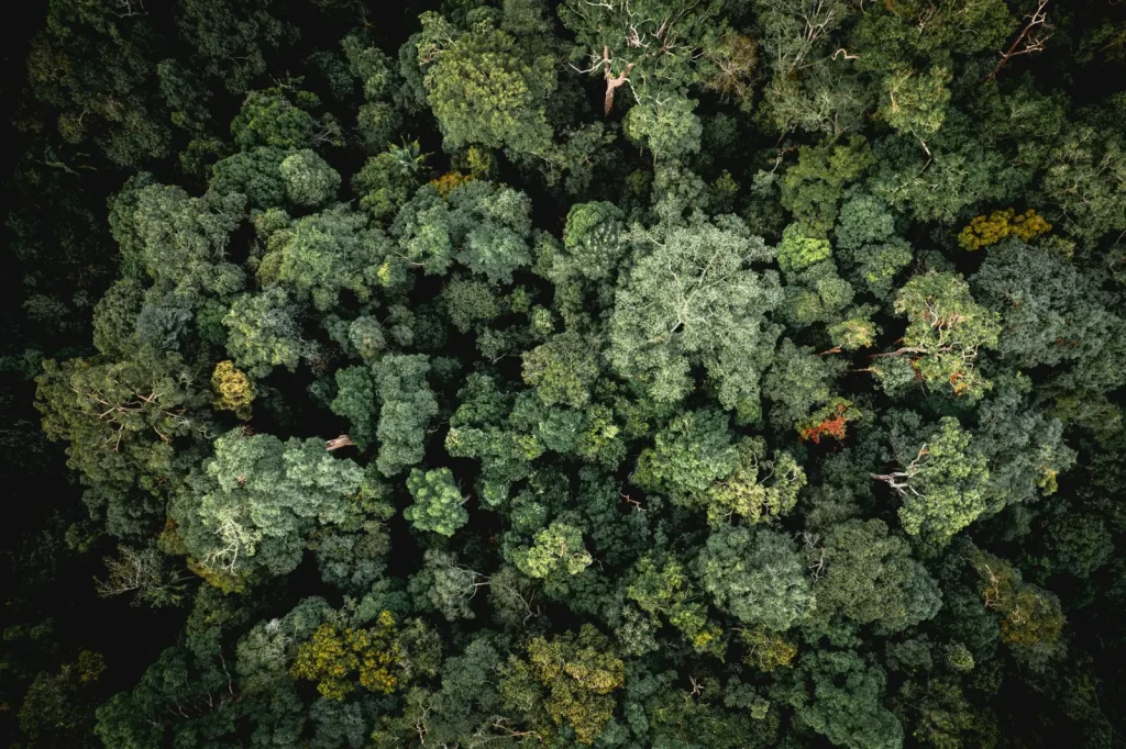 Victoria's Temperate Rainforests: What to Expect on the Ground