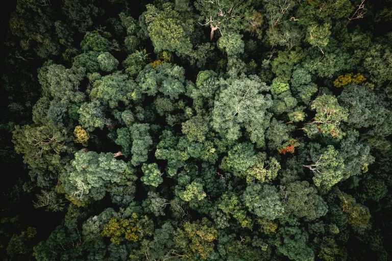 Victoria's Temperate Rainforests: What to Expect on the Ground Victoria's Temperate Rainforests: What to Expect on the Ground