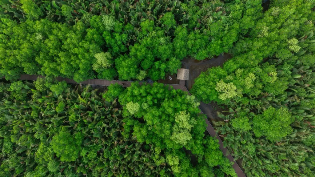 Rainforest Walks on the Atherton Tablelands