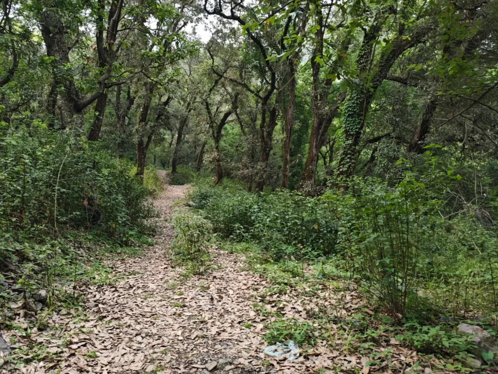 Walking the Border Track: What the Forest Actually Demands