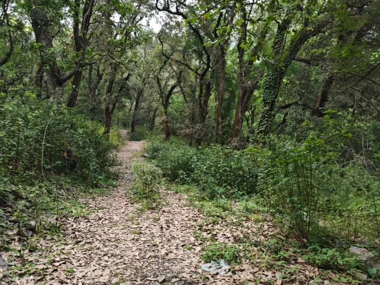 Walking the Border Track: What the Forest Actually Demands Walking the Border Track: What the Forest Actually Demands