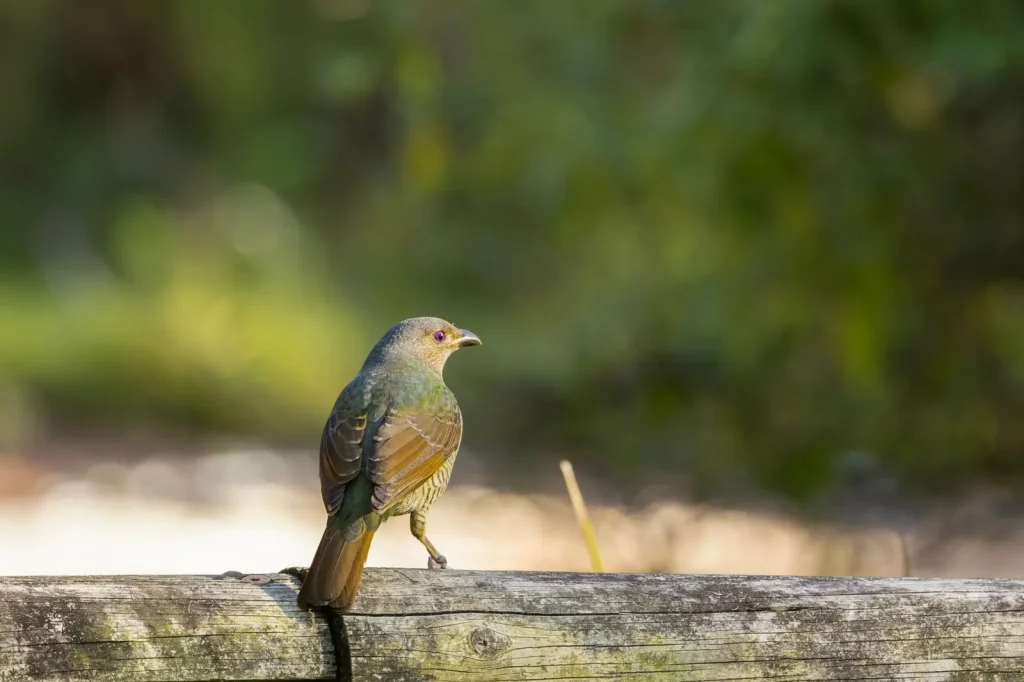 Mount Lewis Rainforest Wildlife: What Actually Shows Up