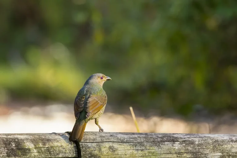 Mount Lewis Rainforest Wildlife: What Actually Shows Up