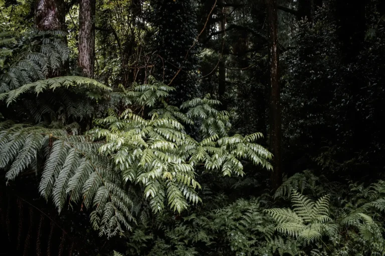 Navigating Eastern Australia's Subtropical Rainforests Navigating Eastern Australia's Subtropical Rainforests