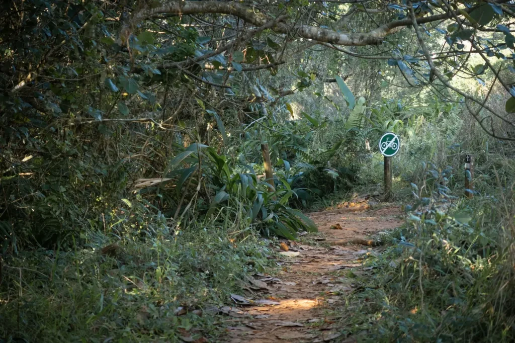 Walking the Hinterland: What the Sunshine Coast Forest Actually Demands