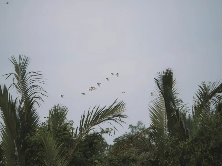 How Rainforest Birds Shape Forest Regeneration Through Seed Dispersal