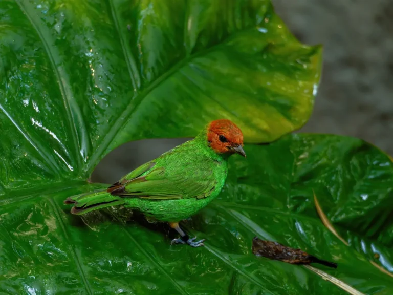 Early Morning Rainforest Walks: What Actually Works Early Morning Rainforest Walks: What Actually Works