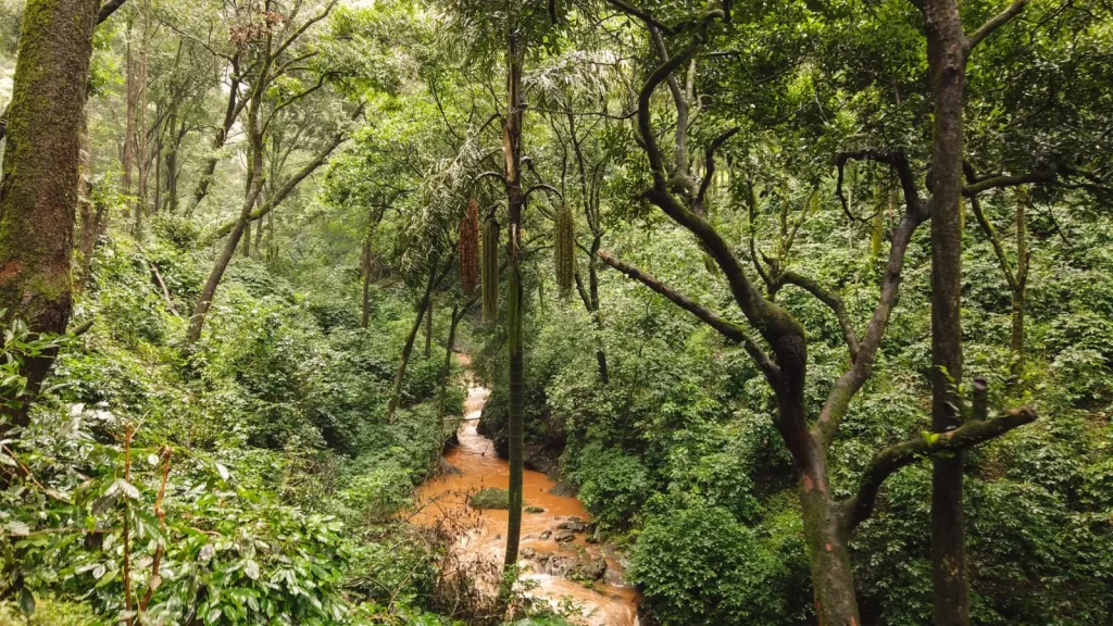 Rainforest Experiences Worth Your Time in Northern NSW