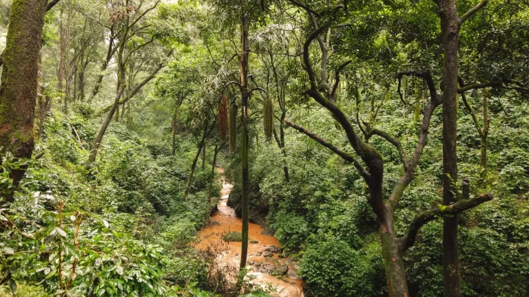 Rainforest Experiences Worth Your Time in Northern NSW