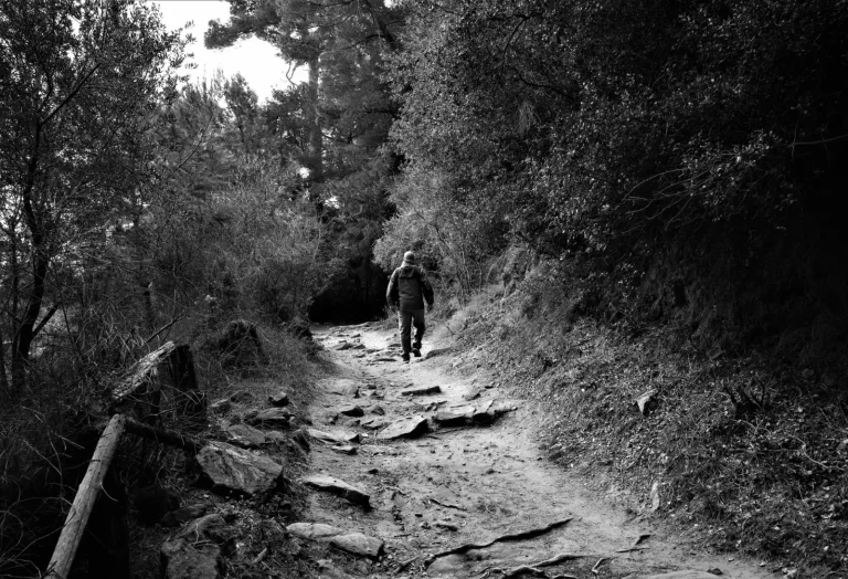 Walking New England's Forests: What Actually Happens on the Trail Walking New England's Forests: What Actually Happens on the Trail