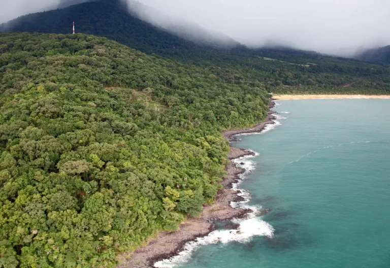 Rainforest Vegetation Shifts from Coast to Mountain