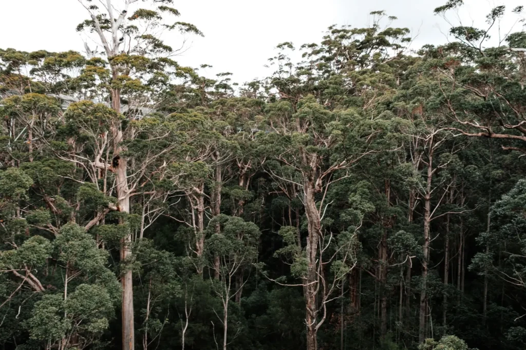 Wildlife of Dorrigo Rainforest: What Actually Shows Up